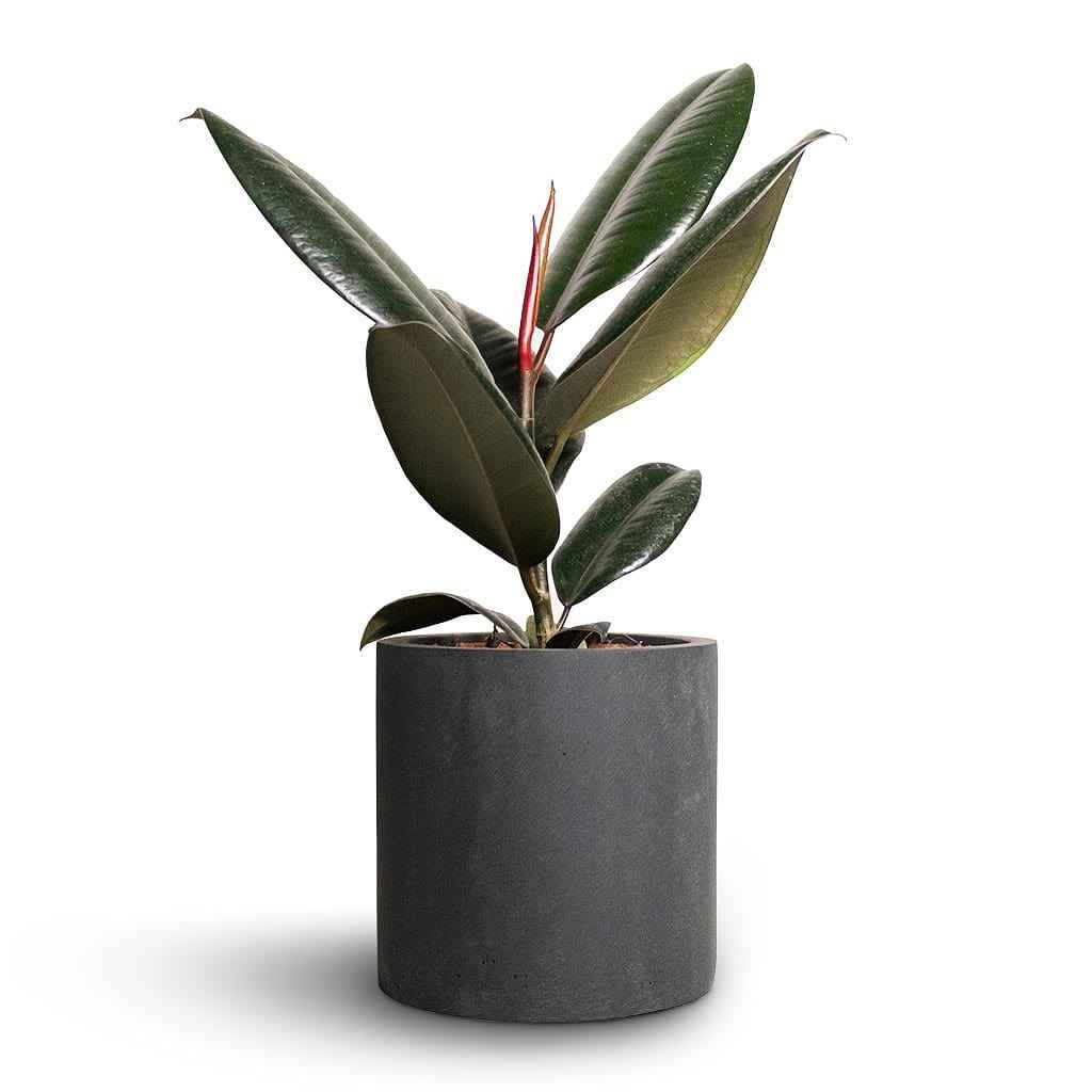 Ficus elastica Abidjan - Burgundy Rubber Plant 30-40cm