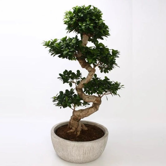 Ficus S-shape bonsai tree with lush green foliage in a textured ceramic pot