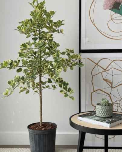 Ficus triangularis veriegated 40cm