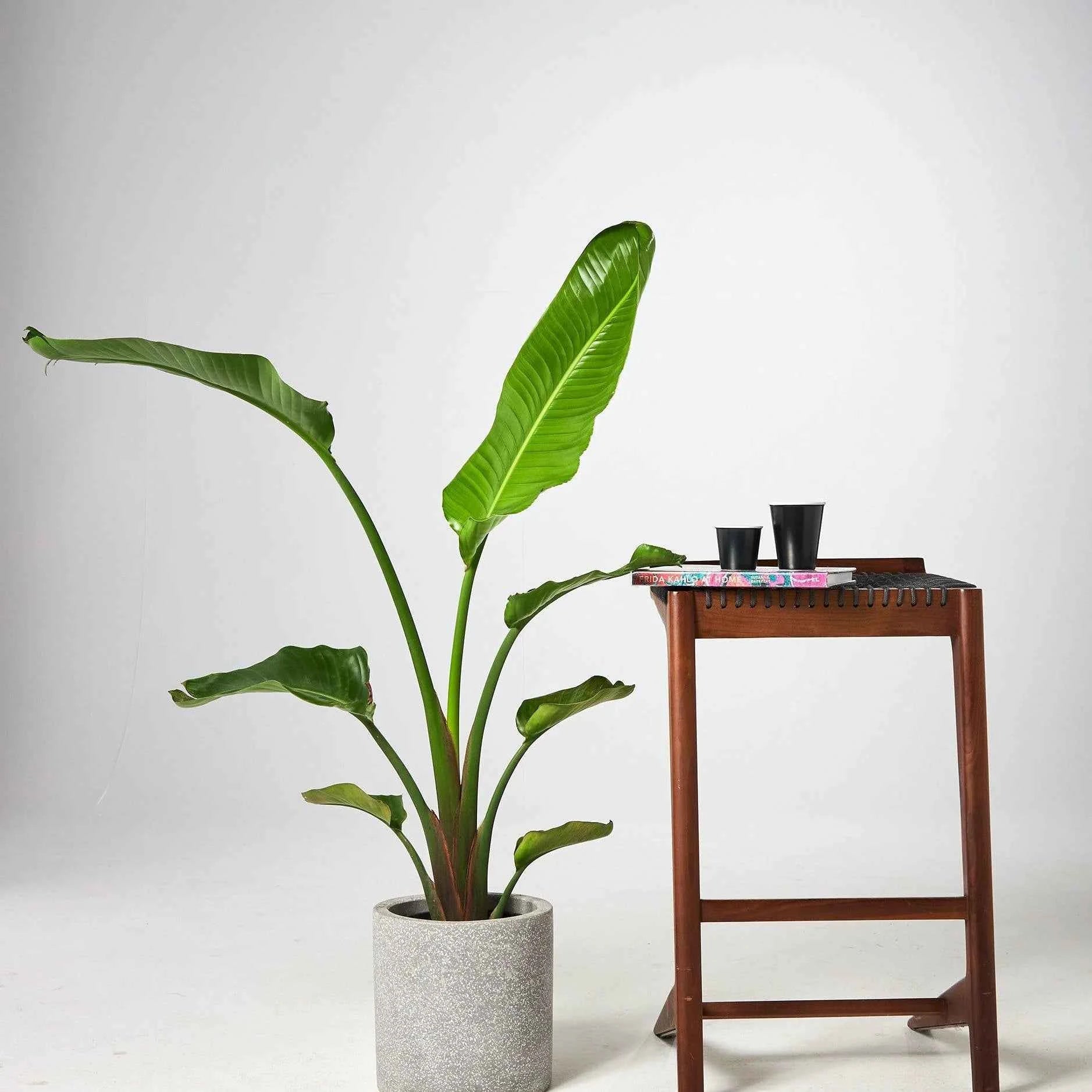 Strelitzia Nicolai: Giant Bird of Paradise