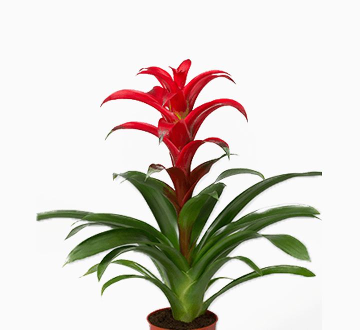 Guzmania red indoor plant with bright red flower and green leaves in a brown pot