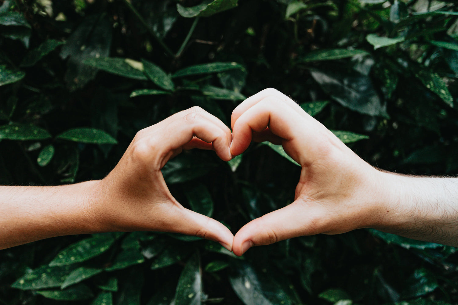 Two hands forming a heart shape against a background of lush green leaves