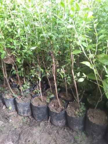 Henna Plant - 0.8 to 1.0m Tall - Natural Mehendi Dye
