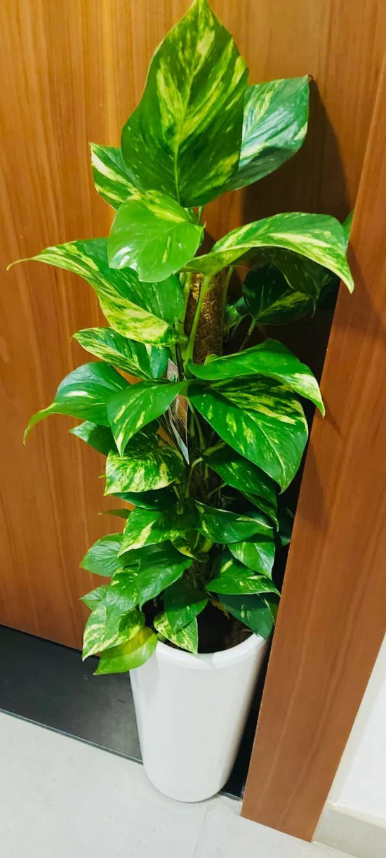 Golden pothos plant with variegated green leaves in a white indoor pot by a wooden door