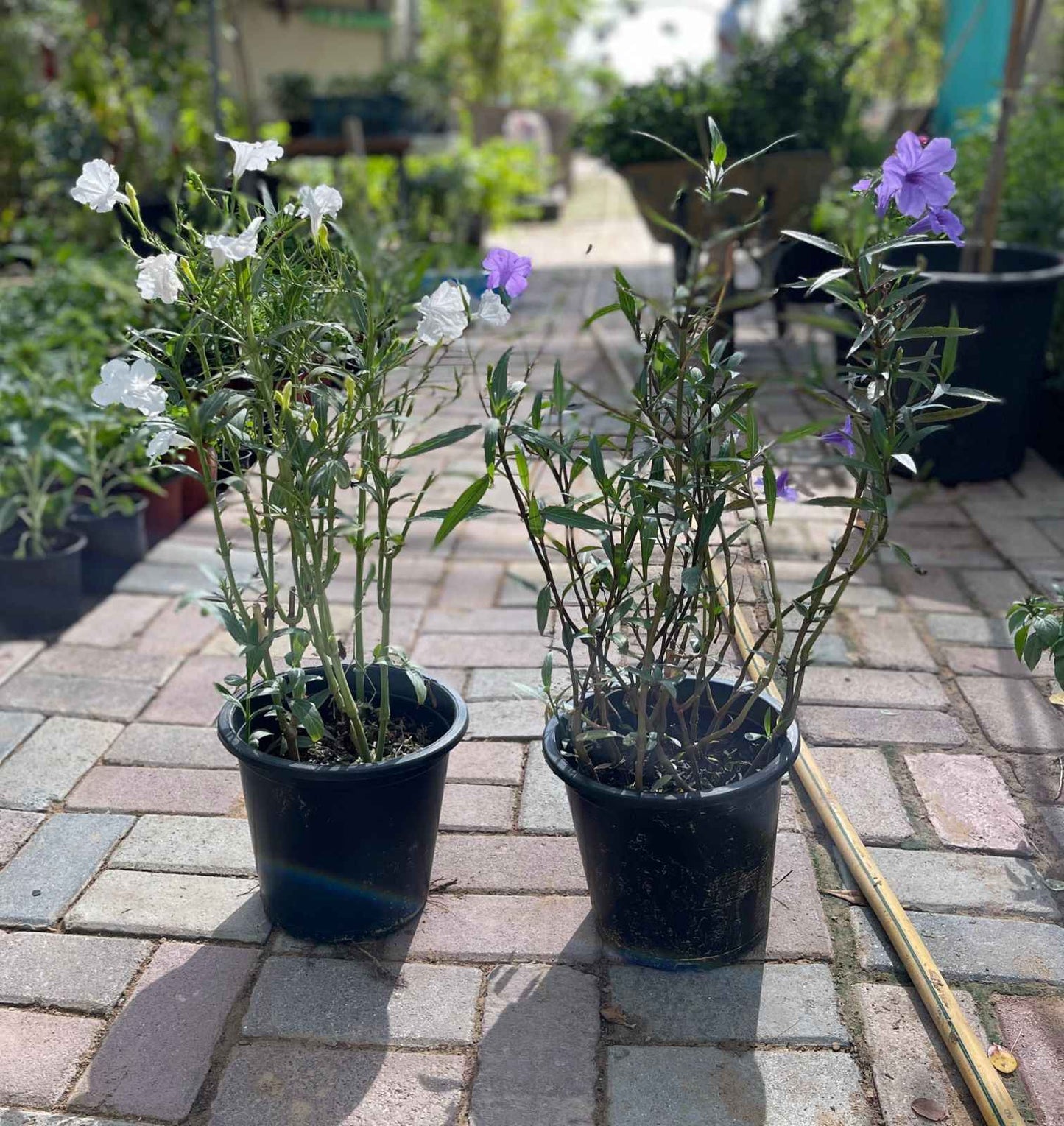 Ruellia medium 40cm - 60cm
