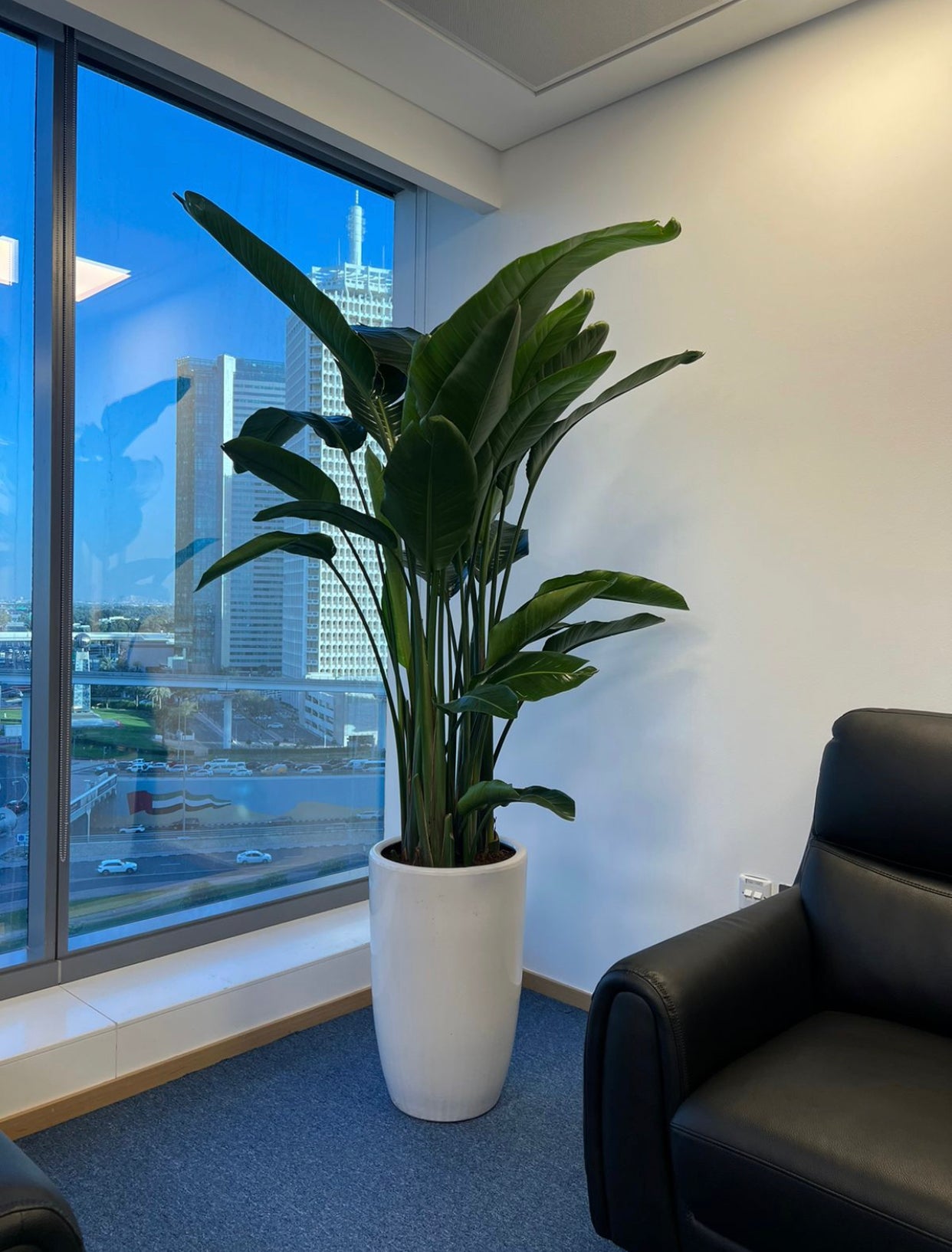 Tall indoor green plant in white pot beside office window with city view, next to black armchair