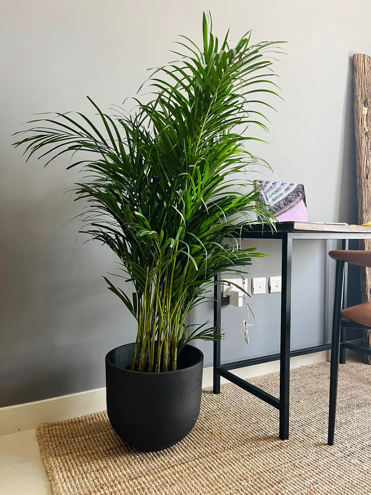 Indoor palm plant in black pot on woven rug beside modern desk in minimalist room