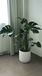 Monstera Deliciosa / Swiss cheese Plant  Ceriman, Swiss Cheese Plant, Monstera, Mexican Breadfruit, Delicious Monster, Split-leaf philodendron
