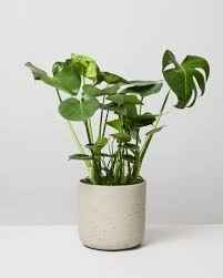 Monstera Deliciosa / Swiss cheese Plant  Ceriman, Swiss Cheese Plant, Monstera, Mexican Breadfruit, Delicious Monster, Split-leaf philodendron