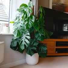Monstera Deliciosa / Swiss cheese Plant  Ceriman, Swiss Cheese Plant, Monstera, Mexican Breadfruit, Delicious Monster, Split-leaf philodendron