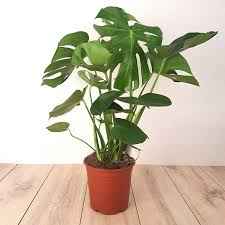 Monstera Deliciosa / Swiss cheese Plant  Ceriman, Swiss Cheese Plant, Monstera, Mexican Breadfruit, Delicious Monster, Split-leaf philodendron