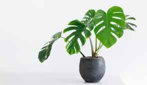 Monstera Deliciosa / Swiss cheese Plant  Ceriman, Swiss Cheese Plant, Monstera, Mexican Breadfruit, Delicious Monster, Split-leaf philodendron