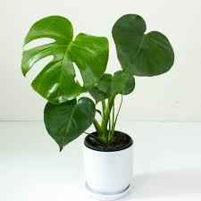 Monstera Deliciosa / Swiss cheese Plant  Ceriman, Swiss Cheese Plant, Monstera, Mexican Breadfruit, Delicious Monster, Split-leaf philodendron