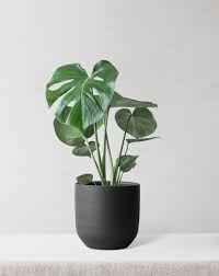Monstera Deliciosa / Swiss cheese Plant  Ceriman, Swiss Cheese Plant, Monstera, Mexican Breadfruit, Delicious Monster, Split-leaf philodendron