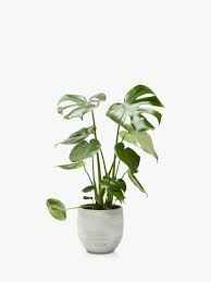 Monstera Deliciosa / Swiss cheese Plant  Ceriman, Swiss Cheese Plant, Monstera, Mexican Breadfruit, Delicious Monster, Split-leaf philodendron