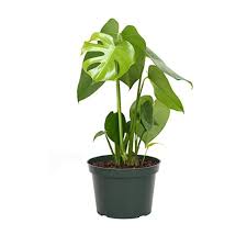 Monstera deliciosa houseplant with split leaves in a black plastic pot