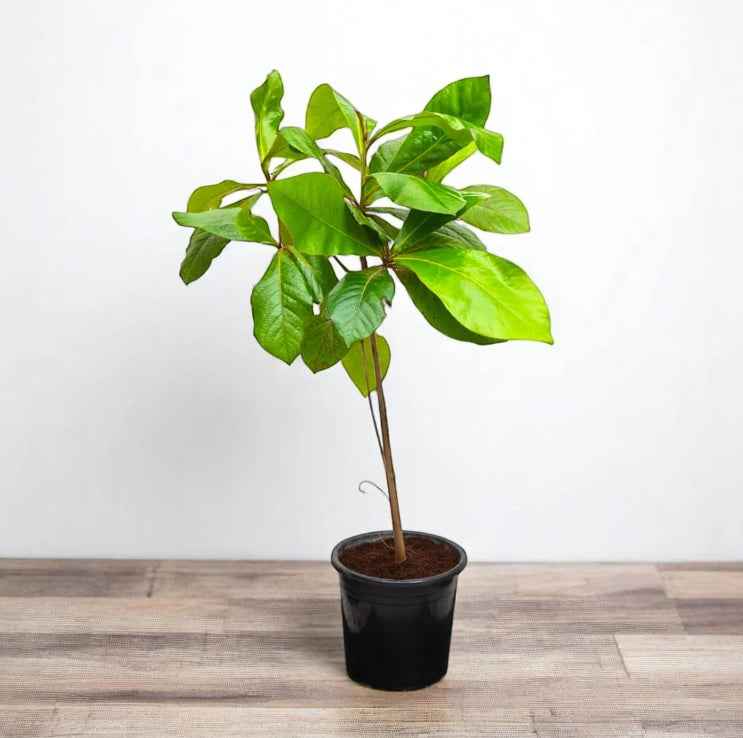 Terminalia catappa "Indian Almond Tree" شجرة اللوز الهندية