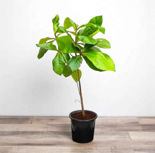 Terminalia catappa "Indian Almond Tree" شجرة اللوز الهندية