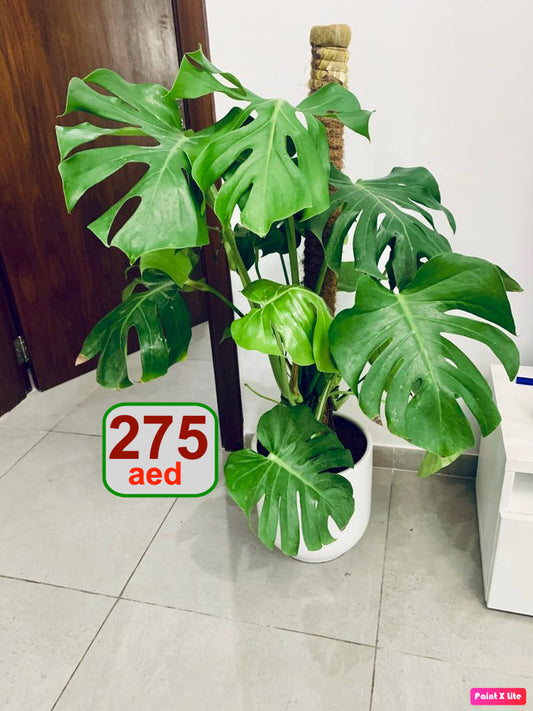 Monstera plant in a white ceramic pot indoors with price tag 275 AED.