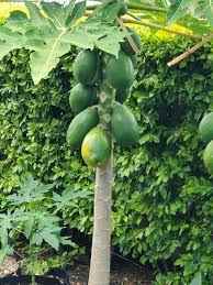 Papaya Small 50cm - 60cm