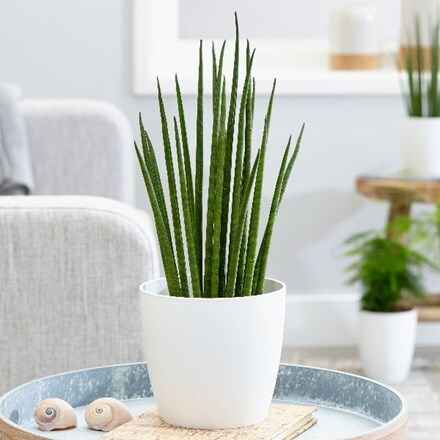 Sansevieria Bacularis Mikado - Snake Plant