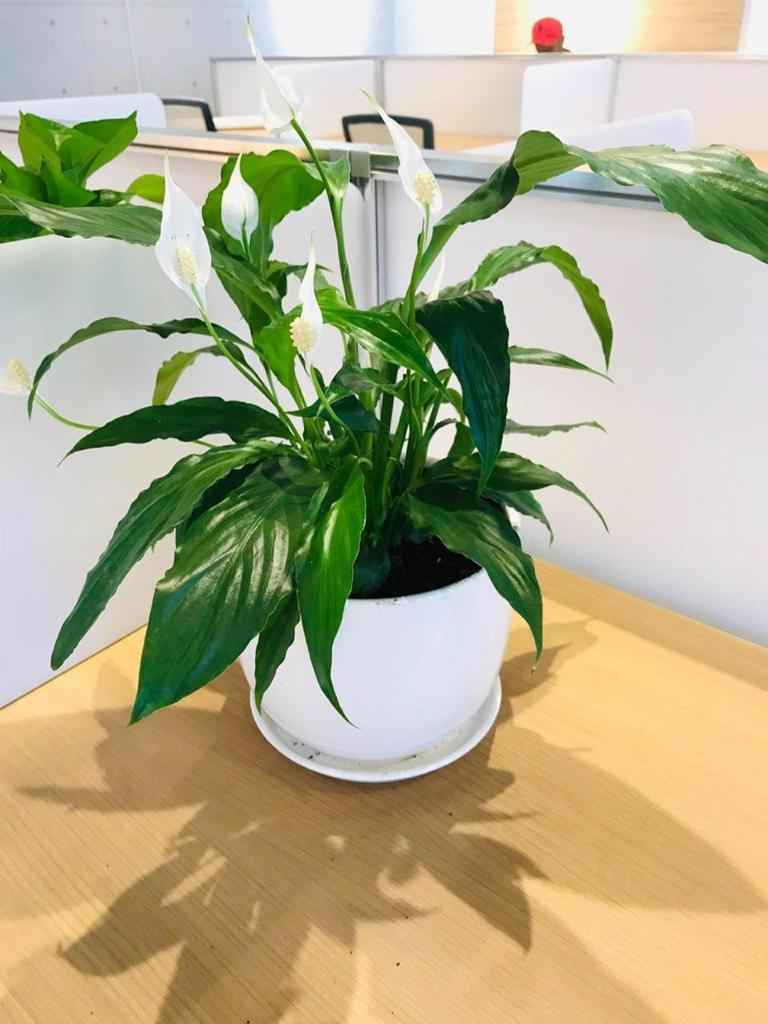 Peace Lily Plant for Sale - Spathiphyllum Wallisii 30cm-40cm
