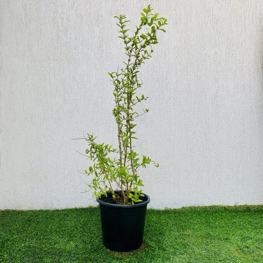 Pomegranate Thailand | Punica Granatum