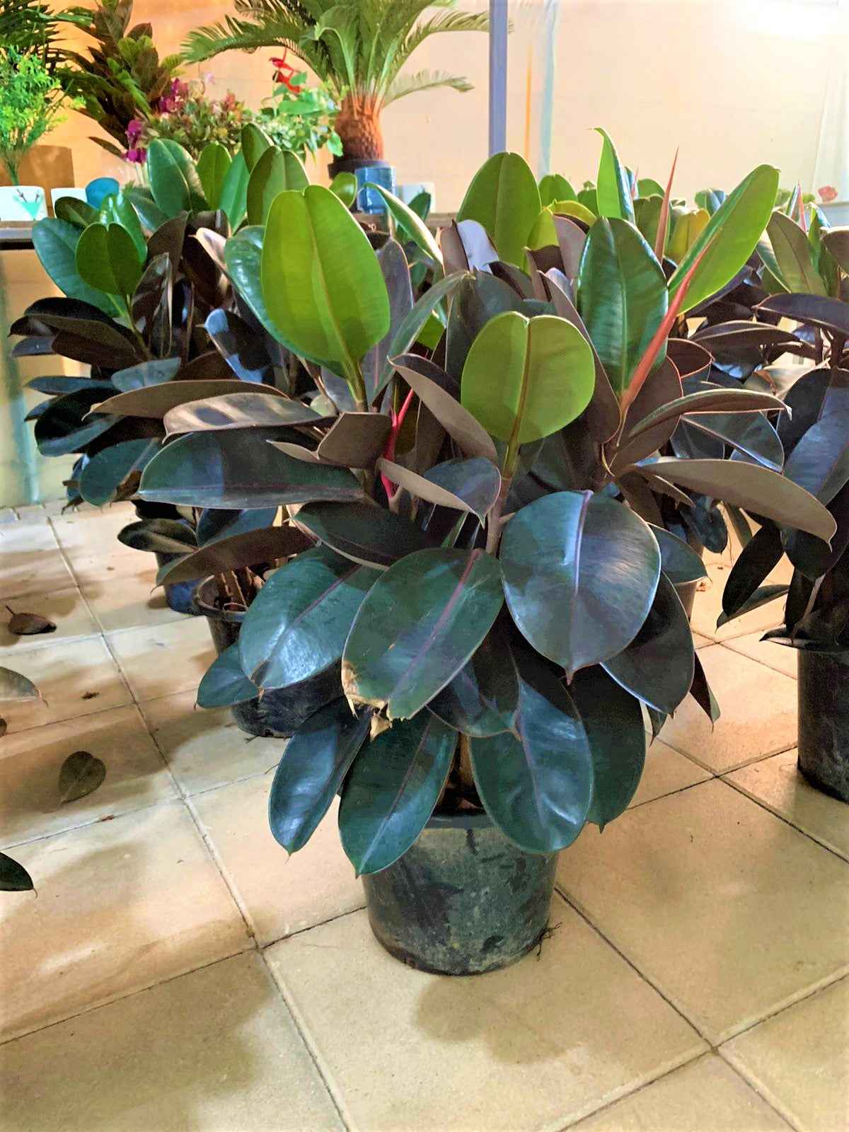 Rubber Plant Robusta 3PP 80cm-100cm