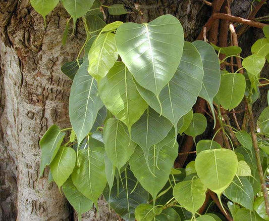 Ficus Religiosa "Sacred Fig Tree" 2.2mtr - 2.4mtr