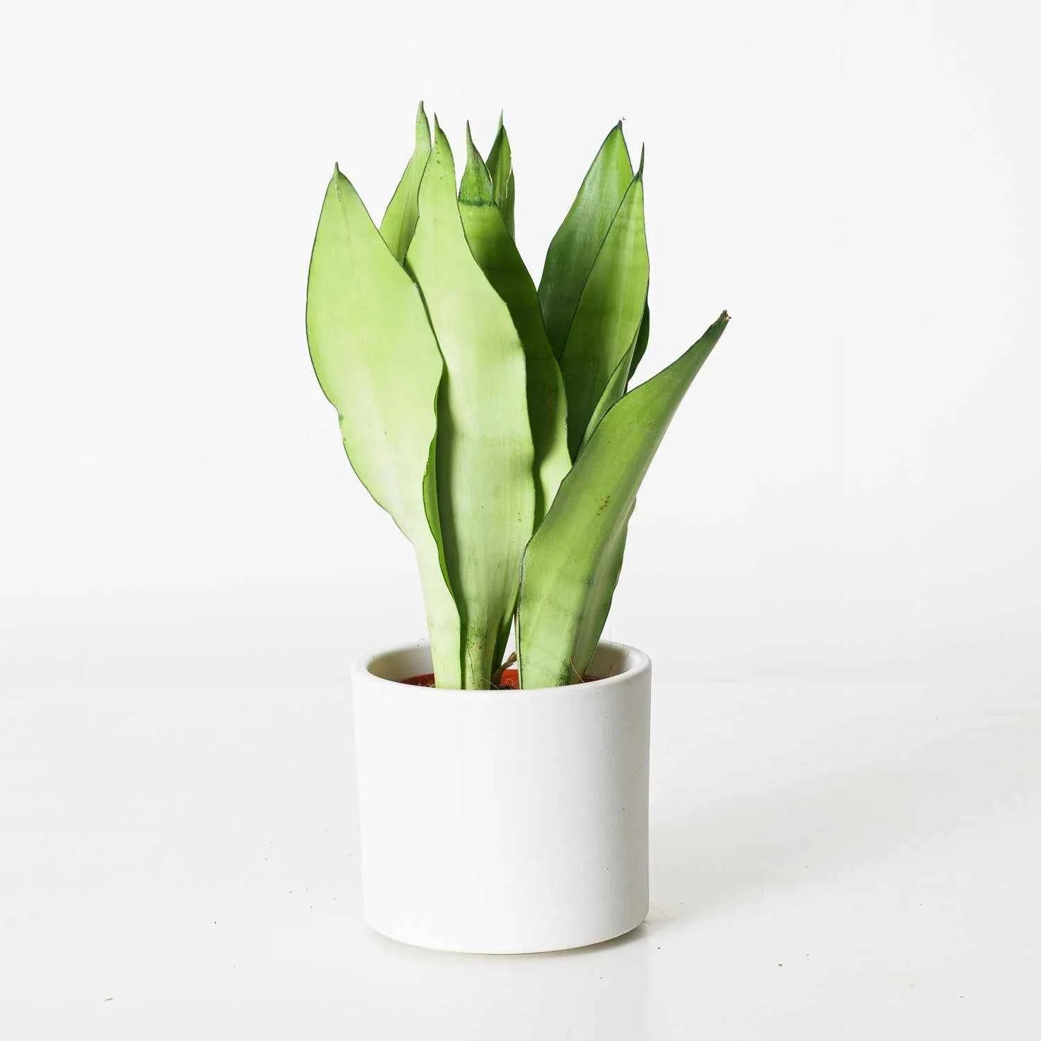 Sansevieria Trifasciata Moonshine - Snake Plant