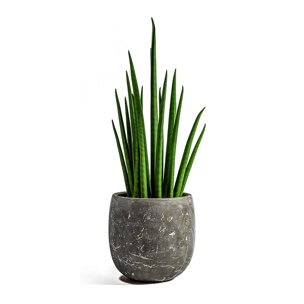 Sansevieria bacularis Mikado in a grey stone plant pot on white background