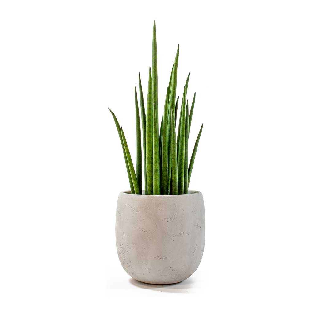 Sansevieria bacularis Mikado in a modern grey plant pot on white background