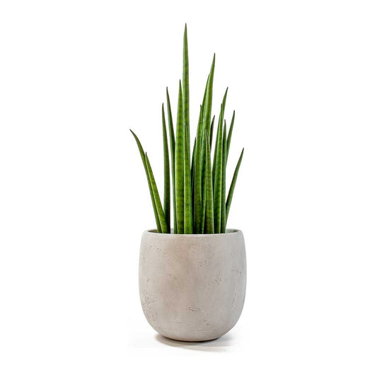 Sansevieria bacularis Mikado in a modern grey plant pot on white background