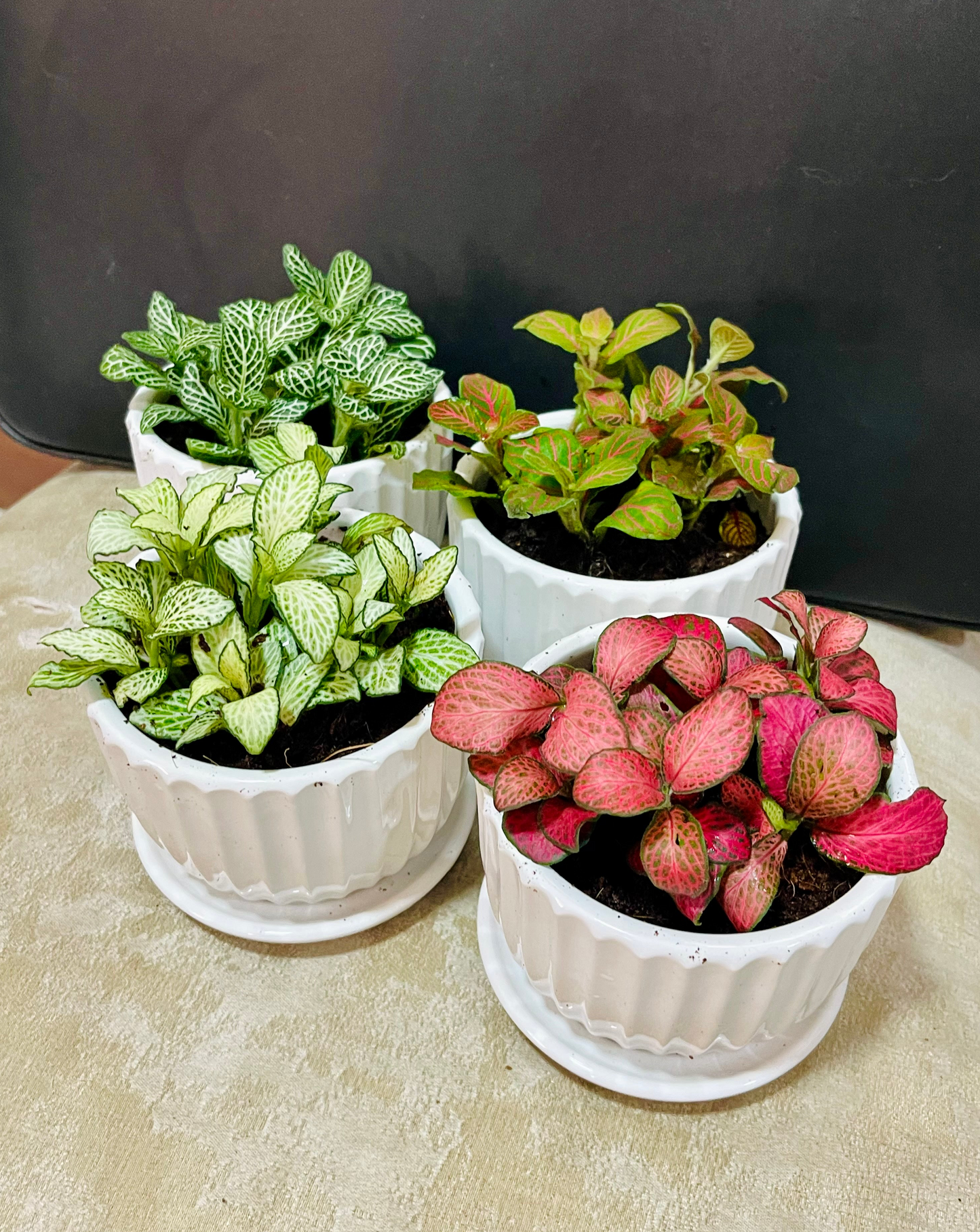 Assorted fittonia houseplants in white ceramic pots, vibrant green and pink foliage