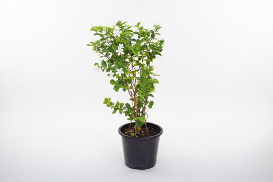 Jasmine plant with green leaves and white flowers in a black pot on white background