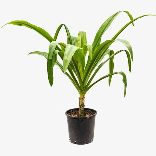 Tropical green indoor plant in a black nursery pot on white background