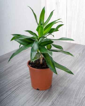 Song of Jamaica Mini 25cm- 30cm Dracaena Reflexa indoor plant PlantMartUAE.com