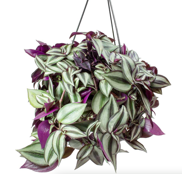 Tradescantia Zebrina Purpusii