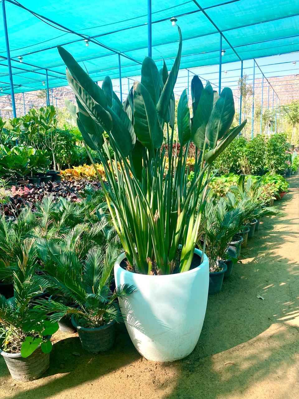 Bird of Paradise Indoor Plant XL 1mtr in Fiber Pot Nicolai