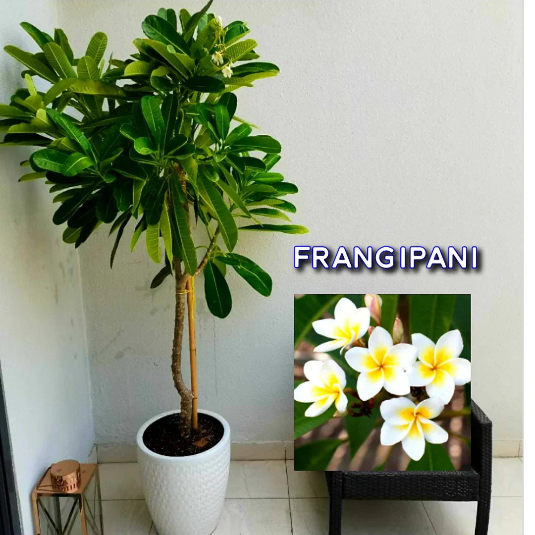 Potted frangipani plant with green leaves and white-yellow flowers on a patio.