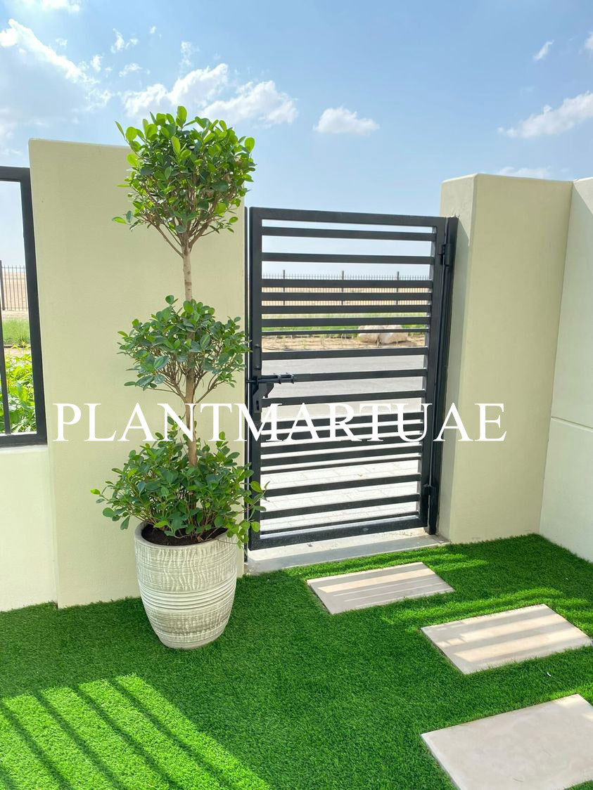 Tall potted ornamental plant on artificial grass in a modern outdoor garden by a metal gate