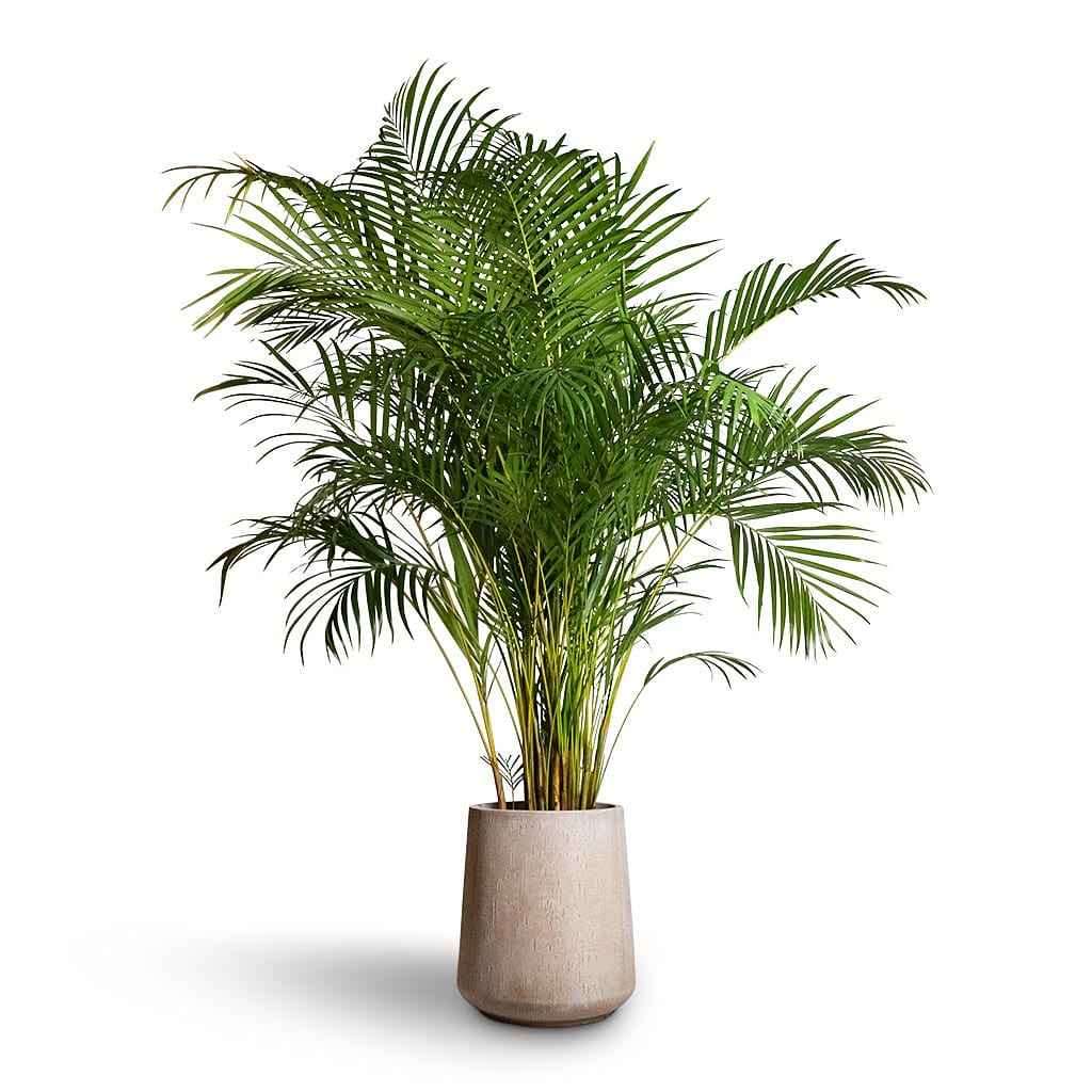 Areca Palm (Large)1.8mtr-2mtr