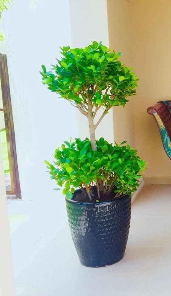 Potted Ficus panda 2-Tier/Head in CERAMIC pot | outdoor plant | Best Online Plant Shop | PlantMartUAE.com