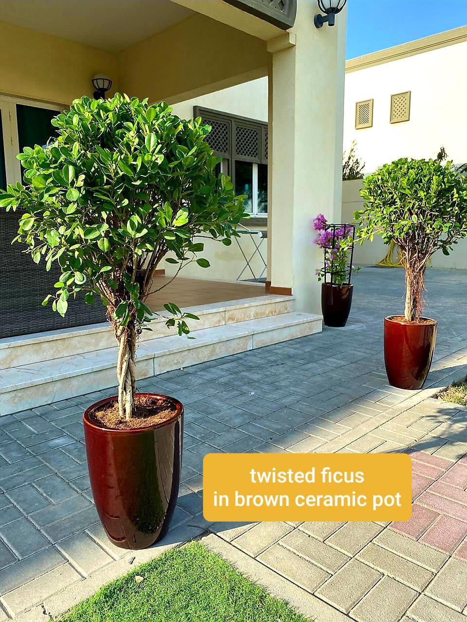 Twisted ficus tree in glossy brown ceramic planter on outdoor patio