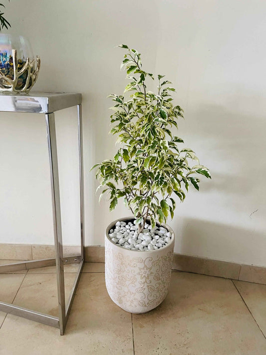 Ficus Benjamina Variegated 70cm-90cm in CERAMIC Pot - indoor plant Weeping fig, benjamin fig or ficus tree