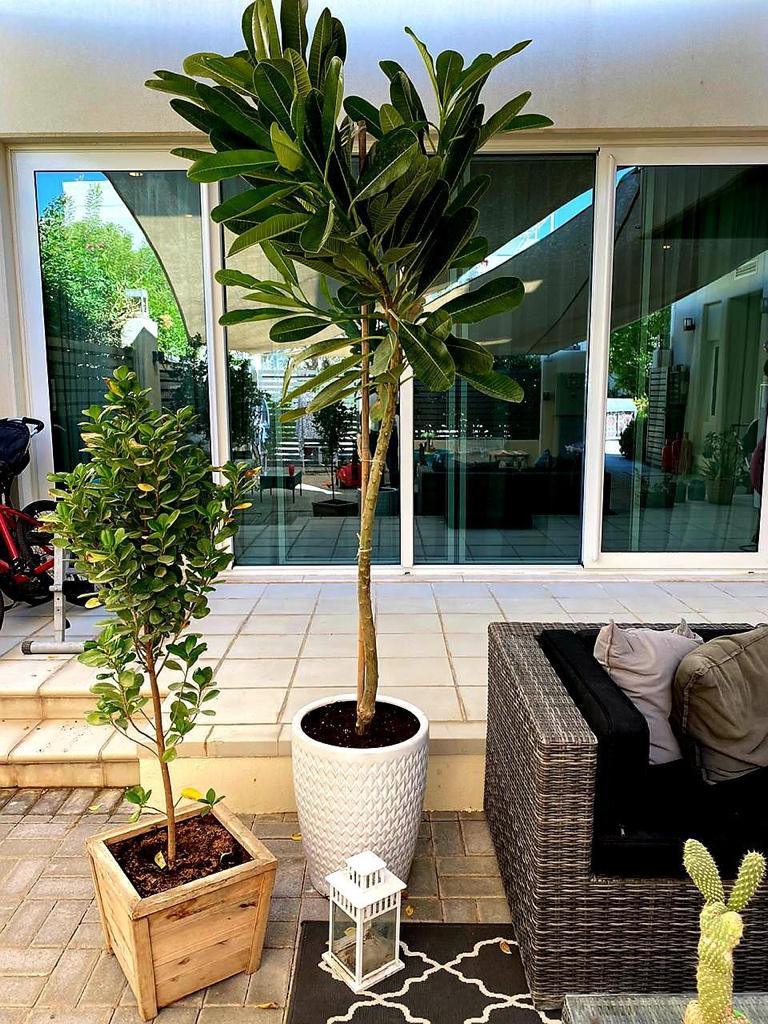 Tall indoor potted plant with large green leaves beside a smaller potted shrub on a patio