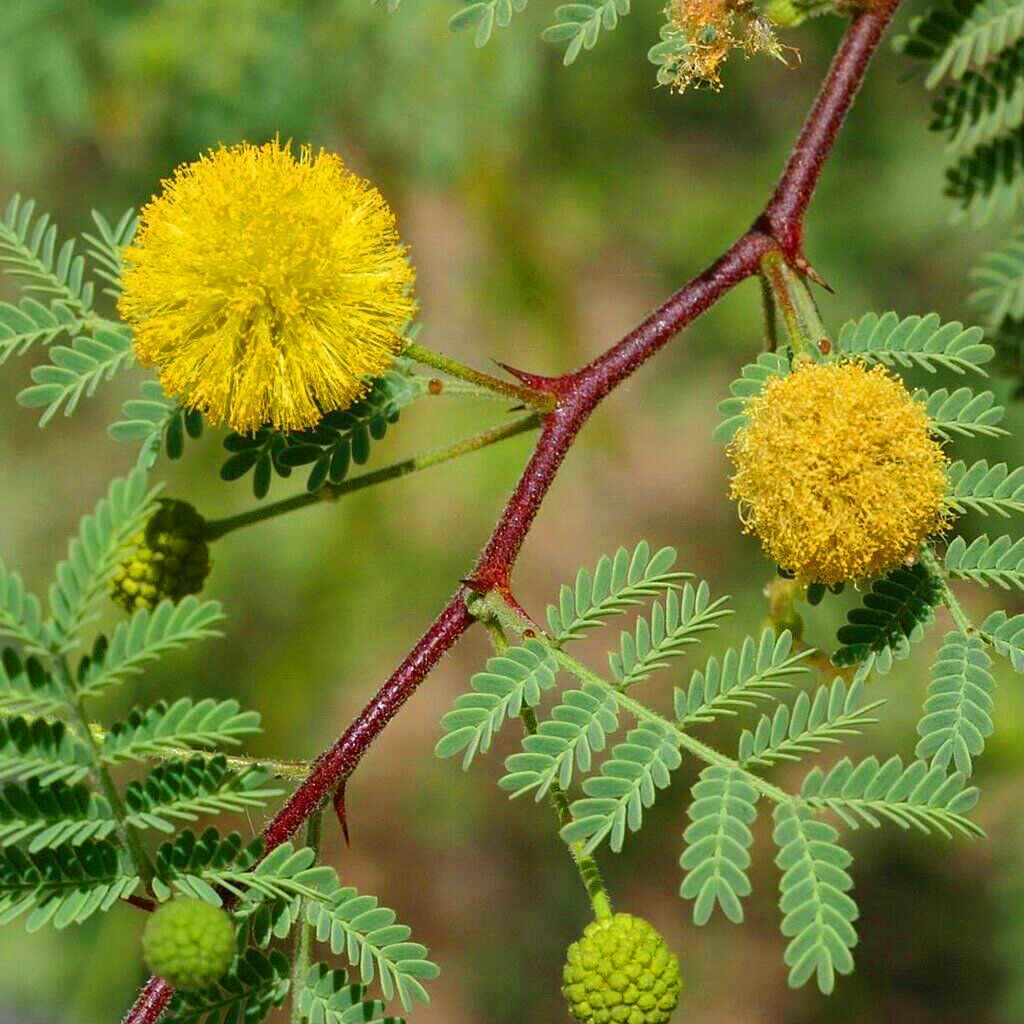 Acacia Africa 1.5m - 2.0m | Outdoor plant | Best Online Plants | PlantmartUAE.com