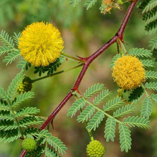 Acacia arabica branch with yellow fluffy flowers and green fern-like leaves outdoors