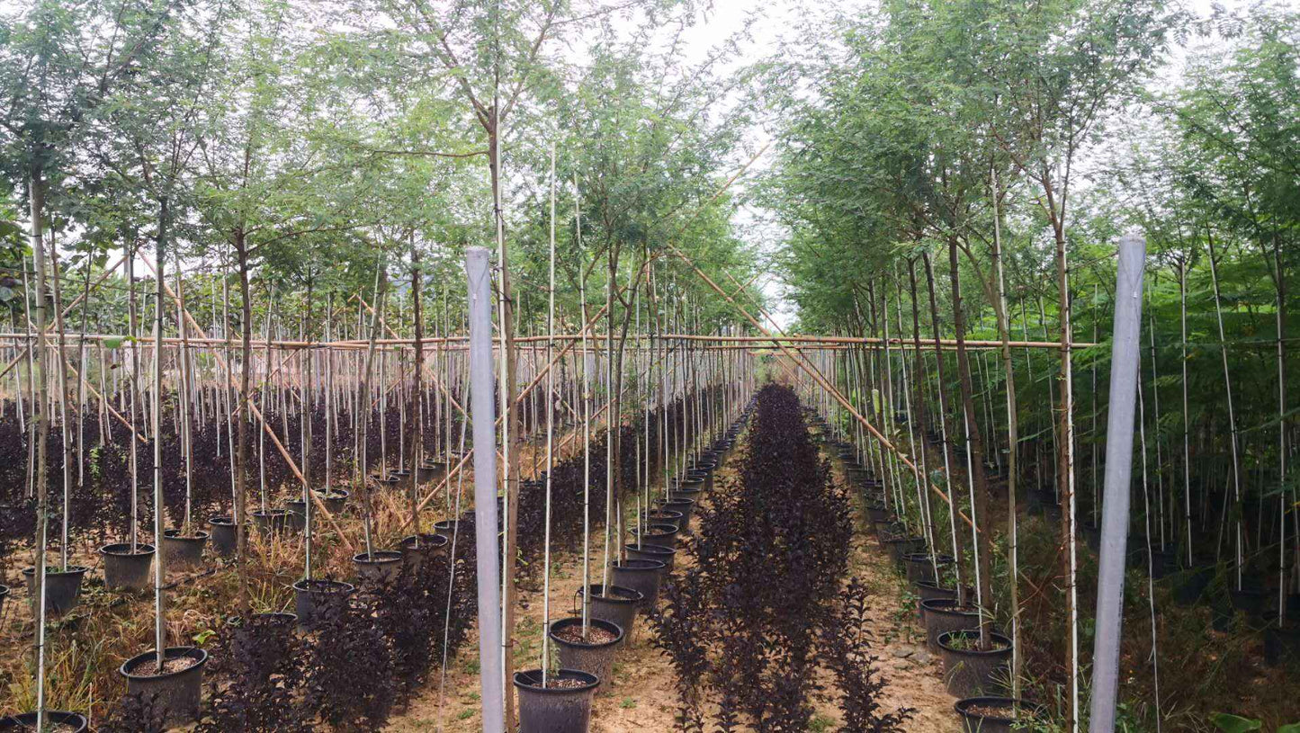 Acacia Africa 1.5m - 2.0m | Outdoor plant | Best Online Plants | PlantmartUAE.com