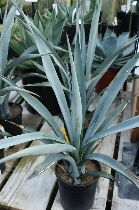 Potted Agave Blue Star plant with spiky blue-green leaves on a wooden surface